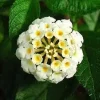 White Lantana Live Plant 5-9 inch - Trailing Silver Mound Lantana - 2 Pack - Image 1