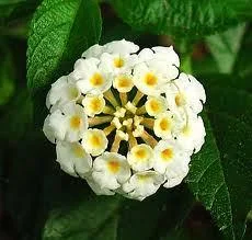 White Lantana Live Plant 5-9 inch - Trailing Silver Mound Lantana - 2 Pack - Image 1