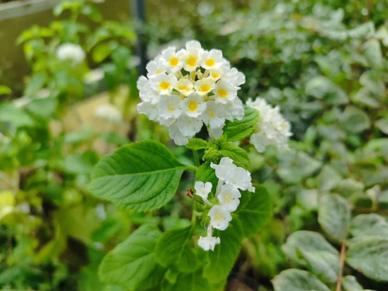 White Lantana Live Plant 5-9 inch - Trailing Silver Mound Lantana - 2 Pack - Image 4