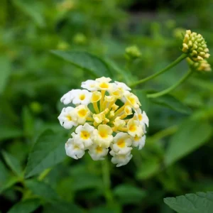 White Lantana Live Plant 5-9 inch - Trailing Silver Mound Lantana - 2 Pack - Image 5