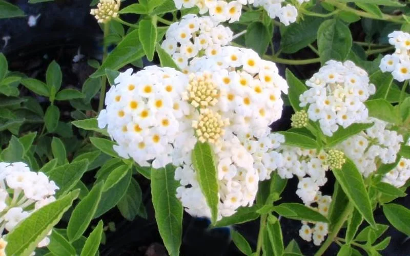 White Lantana Live Plant 5-9 inch - Trailing Silver Mound Lantana - 2 Pack - Image 6