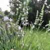 White Lavender Live Plant – Fragrant Perennial Herb – 1-3 inch Pot – Outdoor - Image 1