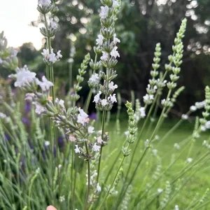 White Lavender Live Plant – Fragrant Perennial Herb – 1-3 inch Pot – Outdoor - Image 1
