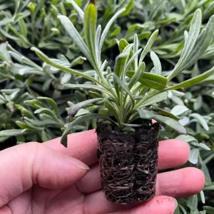 White Lavender Live Plant – Fragrant Perennial Herb – 1-3 inch Pot – Outdoor - Image 2