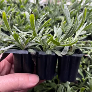 White Lavender Live Plant – Fragrant Perennial Herb – 1-3 inch Pot – Outdoor - Image 3
