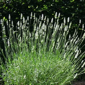 White Lavender Live Plant – Fragrant Perennial Herb – 1-3 inch Pot – Outdoor - Image 4