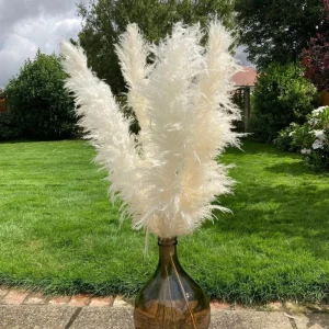 White Pampas Grass Live Plant 4 Inch Pot Starter Elegant Decor - Image 2