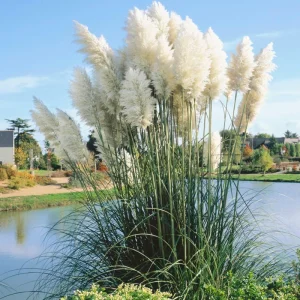 White Pampas Grass Live Plant 4 Inch Pot Starter Elegant Decor - Image 3