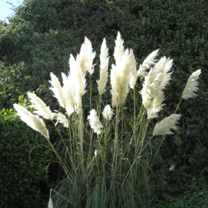 White Pampas Grass Live Plant 4 Inch Pot Starter Elegant Decor - Image 4