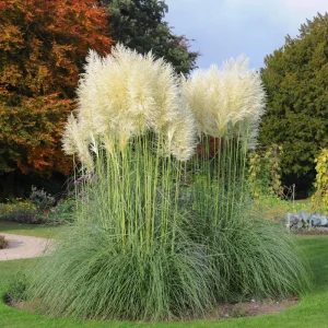 White Pampas Grass Live Plant 4 Inch Pot Starter Elegant Decor - Image 5