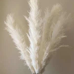 White Pampas Grass Live Plant 4 Inch Pot Starter Elegant Decor - Image 6