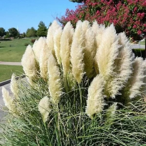 White Pampas Grass Live Plant 4 Inch Pot Starter Elegant Decor - Image 8