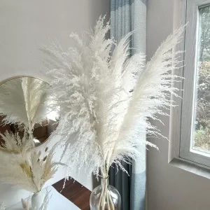 White Pampas Grass Live Plant 4 Inch Pot Starter Elegant Decor - Image 9