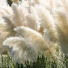 White Pampas Grass Live Plant 4 Inch Pot Starter Elegant Decor - Image 1