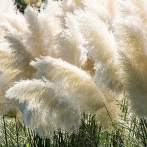 White Pampas Grass Live Plant 4 Inch Pot Starter Elegant Decor - Image 1
