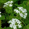 White Perennial Verbena Live Plant - Canadensis - 4 inch Pot - Image 1