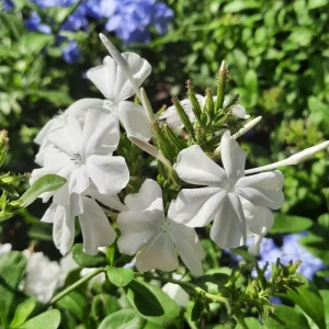 White Plumbago Live Plant 2-Pack | Cape Leadwort | 5-9" Tall | Fast Growing | Zones 9-11 - Image 2