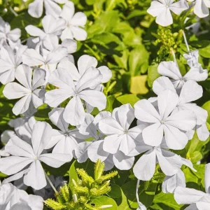 White Plumbago Live Plant 2-Pack | Cape Leadwort | 5-9