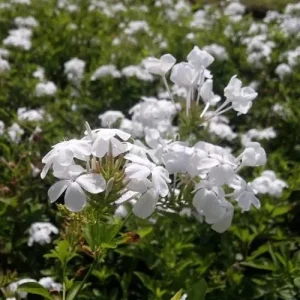 White Plumbago Live Plant 2-Pack | Cape Leadwort | 5-9