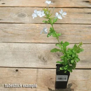 White Plumbago Live Plant 2-Pack | Cape Leadwort | 5-9