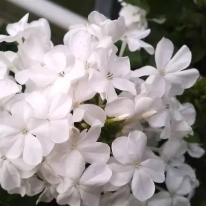 White Plumbago Live Plant 2-Pack | Cape Leadwort | 5-9