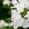 White Plumbago Live Plant 2-Pack | Cape Leadwort | 5-9" Tall | Fast Growing | Zones 9-11 - Image 1