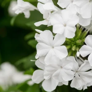 White Plumbago Live Plant 2-Pack | Cape Leadwort | 5-9" Tall | Fast Growing | Zones 9-11 - Image 1