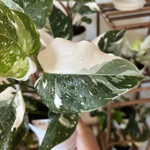White Princess Philodendron Live Plant – 4 inch Pot – Rare Indoor Aroid - Image 2