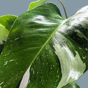 White Princess Philodendron Live Plant – 4 inch Pot – Rare Indoor Aroid - Image 3