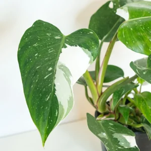 White Princess Philodendron Live Plant – 4 inch Pot – Rare Indoor Aroid - Image 4