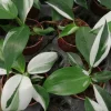 White Princess Philodendron Live Plant – 4 inch Pot – Rare Indoor Aroid - Image 1