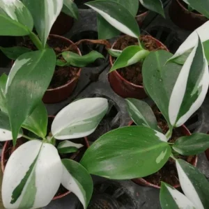 White Princess Philodendron Live Plant – 4 inch Pot – Rare Indoor Aroid - Image 1
