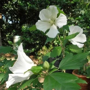 White Rose of Sharon Live Plant - Diana Hibiscus Syriacus 4-6 Inch Starter - Image 1