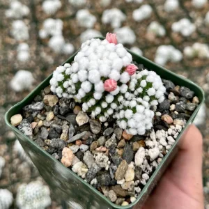 White Snowcap Cactus Live Plant - Mammillaria Gracilis - 2 inch or 3.5 inch Pot - Rare Indoor Cactus - Image 2
