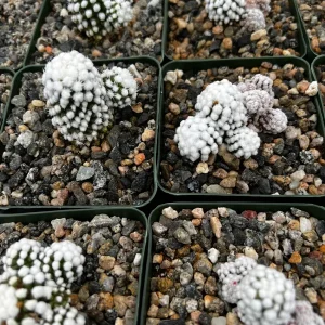White Snowcap Cactus Live Plant - Mammillaria Gracilis - 2 inch or 3.5 inch Pot - Rare Indoor Cactus - Image 3