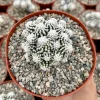 White Snowcap Cactus Live Plant - Mammillaria Gracilis - 2 inch or 3.5 inch Pot - Rare Indoor Cactus - Image 1