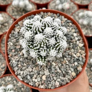 White Snowcap Cactus Live Plant - Mammillaria Gracilis - 2 inch or 3.5 inch Pot - Rare Indoor Cactus - Image 1