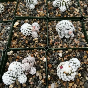White Snowcap Cactus Live Plant - Mammillaria Gracilis - 2 inch or 3.5 inch Pot - Rare Indoor Cactus - Image 4