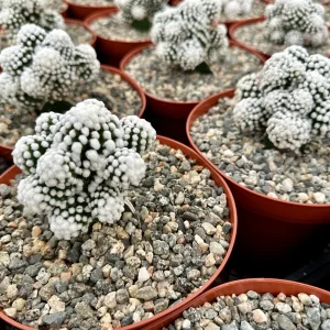 White Snowcap Cactus Live Plant - Mammillaria Gracilis - 2 inch or 3.5 inch Pot - Rare Indoor Cactus - Image 5