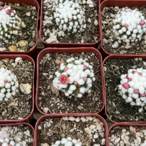 White Snowcap Cactus Live Plant - Mammillaria Gracilis - 2 inch or 3.5 inch Pot - Rare Indoor Cactus - Image 6