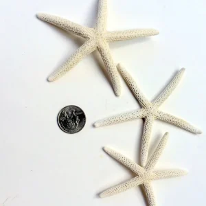 White Starfish 3-4 inch Seashell - Single Natural Beach Decor - Image 2