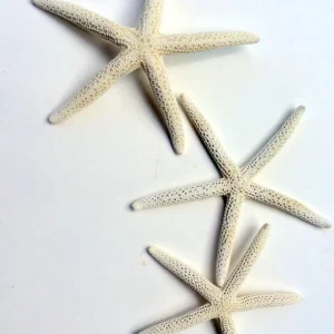 White Starfish 3-4 inch Seashell - Single Natural Beach Decor - Image 3
