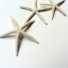 White Starfish 3-4 inch Seashell - Single Natural Beach Decor - Image 1