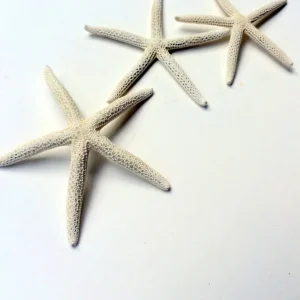White Starfish 3-4 inch Seashell - Single Natural Beach Decor - Image 1