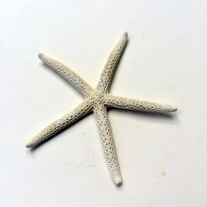 White Starfish 3-4 inch Seashell - Single Natural Beach Decor - Image 4