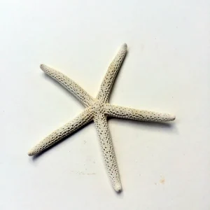 White Starfish 3-4 inch Seashell - Single Natural Beach Decor - Image 5