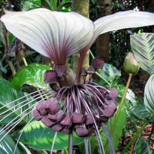 White Tacca Bat Flower Live Plant – Exotic Tropical Shade Loving Plant – 4 inch Pot - Image 10