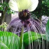 White Tacca Bat Flower Live Plant – Exotic Tropical Shade Loving Plant – 4 inch Pot - Image 1