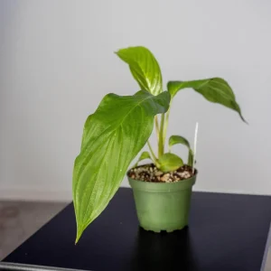 White Tacca Bat Flower Live Plant – Exotic Tropical Shade Loving Plant – 4 inch Pot - Image 2