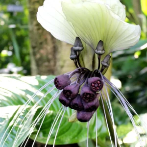White Tacca Bat Flower Live Plant – Exotic Tropical Shade Loving Plant – 4 inch Pot - Image 3